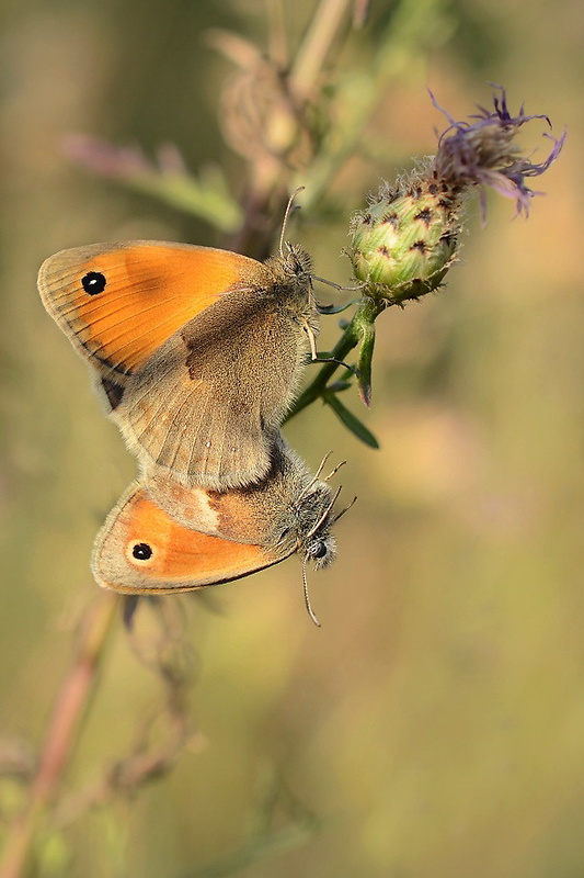 očkáň pohánkový  Coenonympha pamphilus