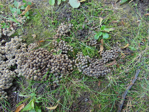 hnojník rozsiaty Coprinellus disseminatus (Pers.) J.E. Lange