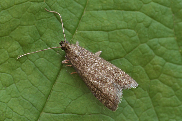 Eccopisa effractella  cf.