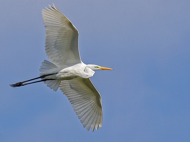 volavka biela  Egretta alba