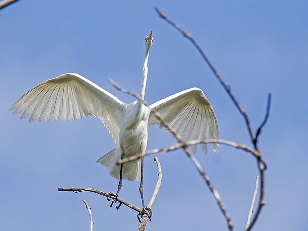 volavka biela  Egretta alba