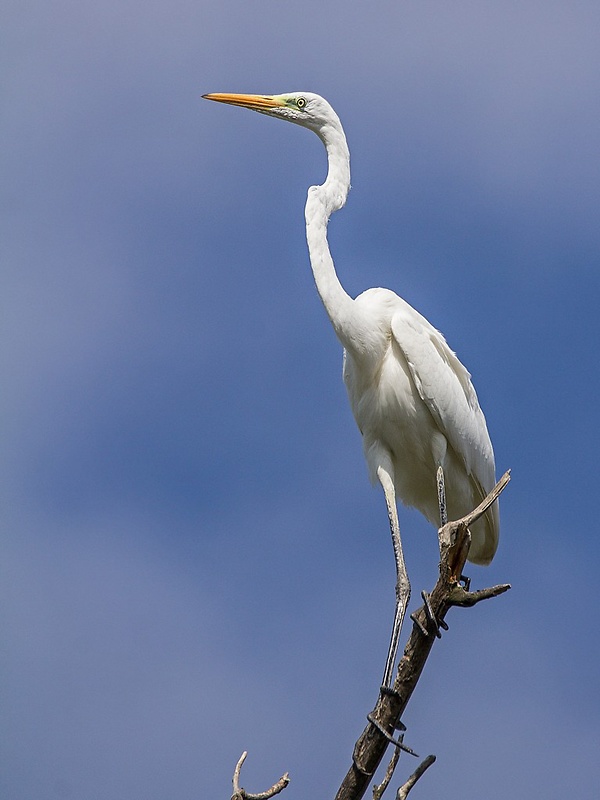 volavka biela  Egretta alba