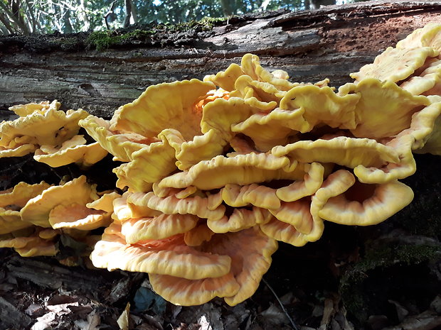 sírovec obyčajný Laetiporus sulphureus (Bull.) Murrill