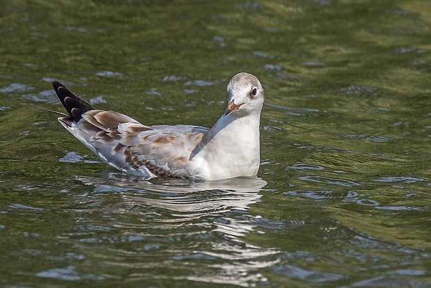 čajka smejivá  Larus ridibundus