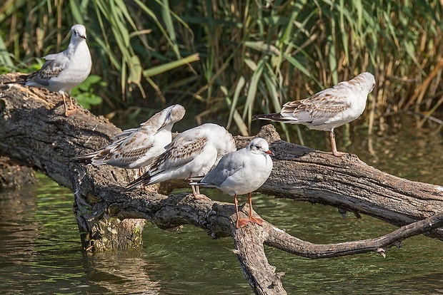 čajka smejivá  Larus ridibundus