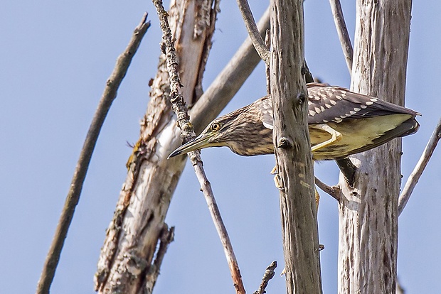 chavkoš nočný  Nycticorax nycticorax