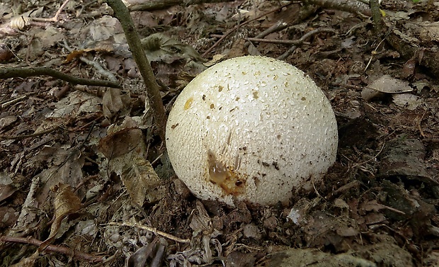 hadovka smradľavá Phallus impudicus L.