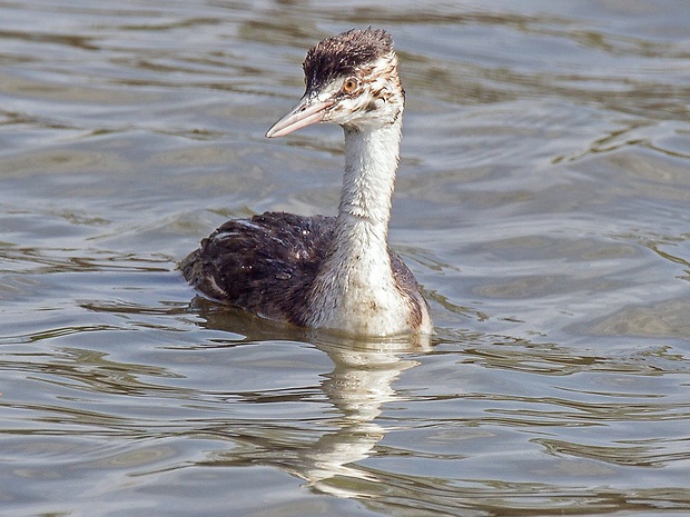 potápka chochlatá  Podiceps cristatus