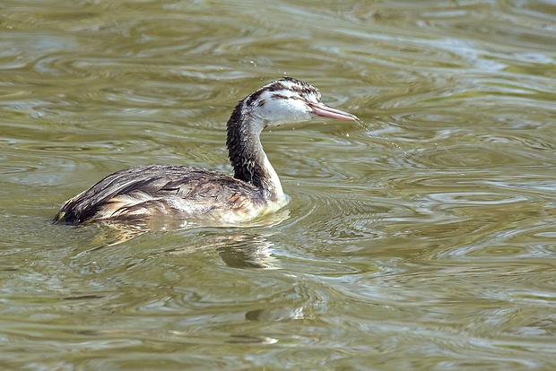 potápka chochlatá  Podiceps cristatus