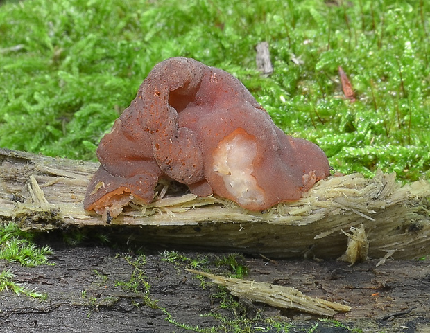 čiaška purpurová Purpureodiscus subisabellinus (Le Gal) Van Vooren