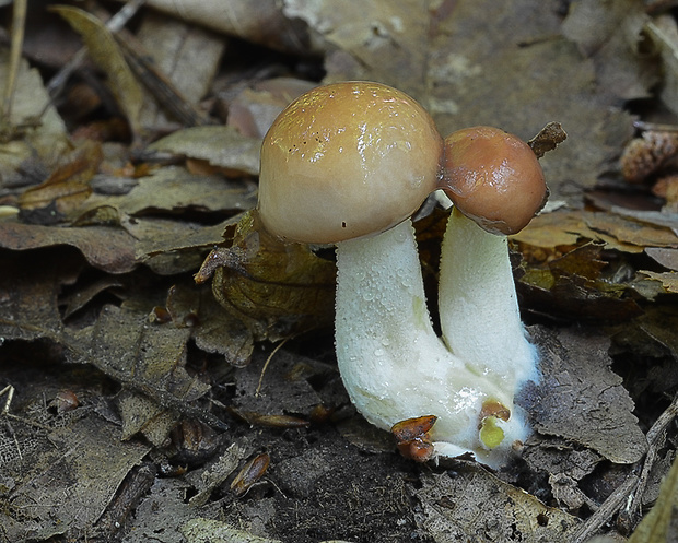 masliak zrnitý Suillus granulatus (L.) Roussel