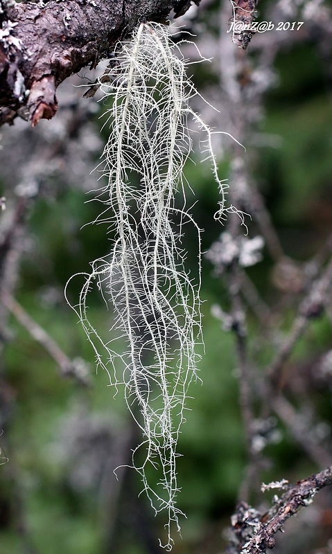 bradatec drsný Usnea filipendula Stirt.