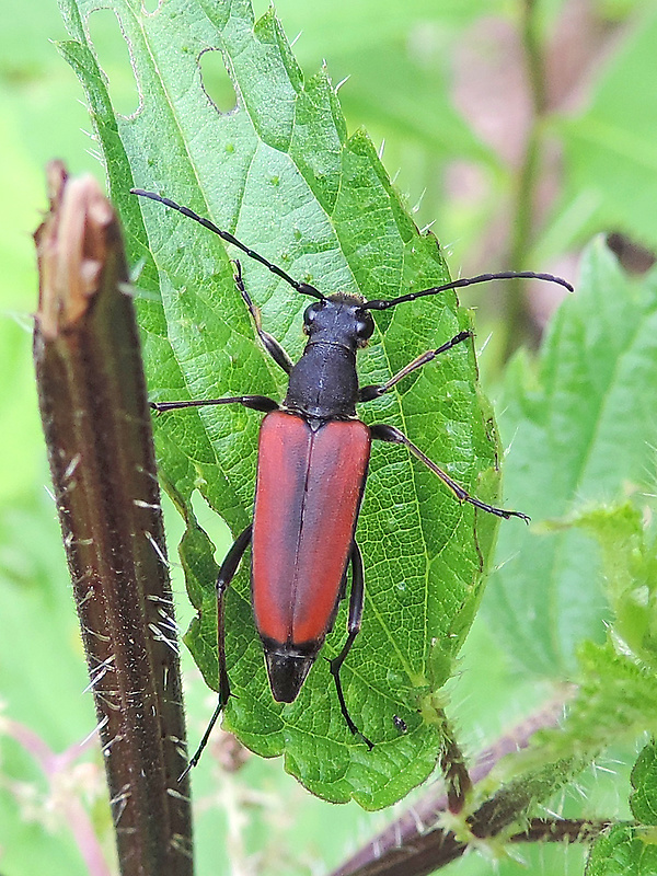 fuzáč / tesařík ♀ Anastrangalia dubia Scopoli, 1763