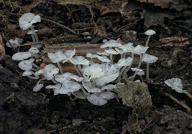 rebernačka drobná Delicatula integrella (Pers.) Fayod