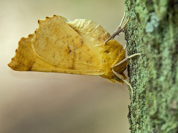 listnatka jesenná  Ennomos autumnaria