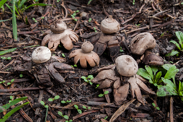 hviezdovka drsná Geastrum campestre Morgan