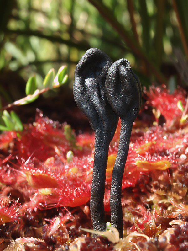 jazýček Geoglossum glabrum Pers.