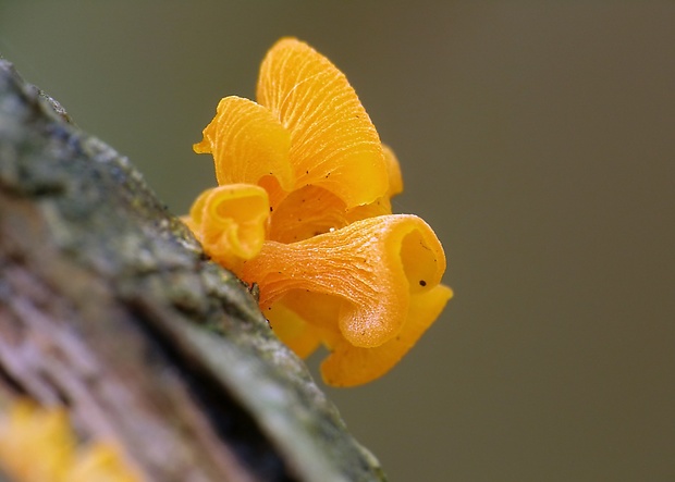 trasľavka pohárikovitá Guepiniopsis buccina (Pers.) L.L. Kenn.