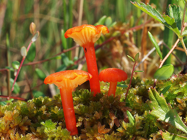 lúčnica kuriatkovitá Hygrocybe lepida Arnolds