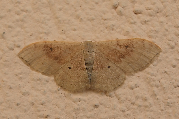 piadica premenlivá  Idaea degeneraria