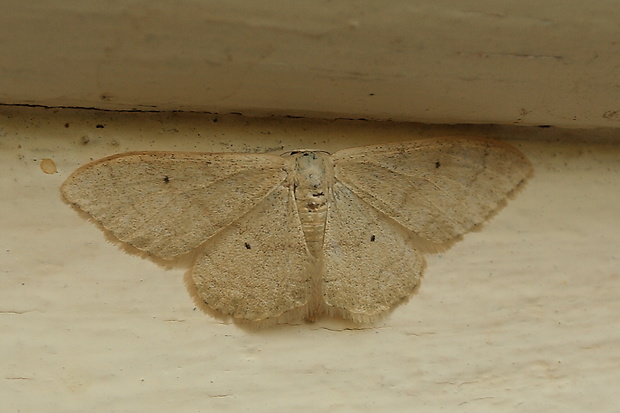 piadica prostá Idaea straminata