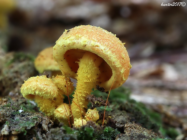 šupinovka ohnivá Pholiota flammans (Batsch) P. Kumm.