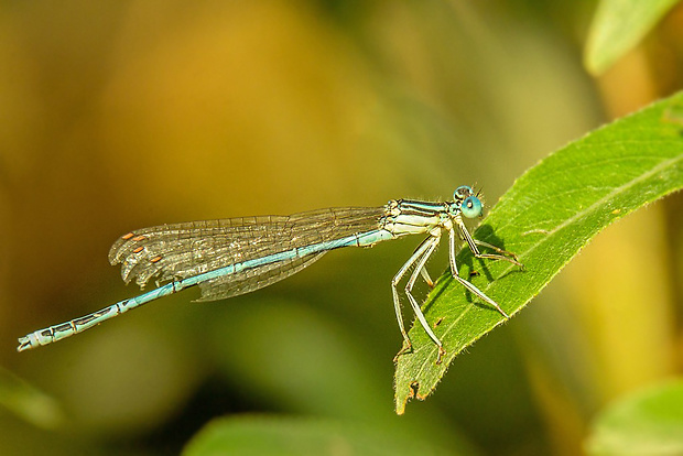 šidielko ploskonohé  Platycnemis pennipes