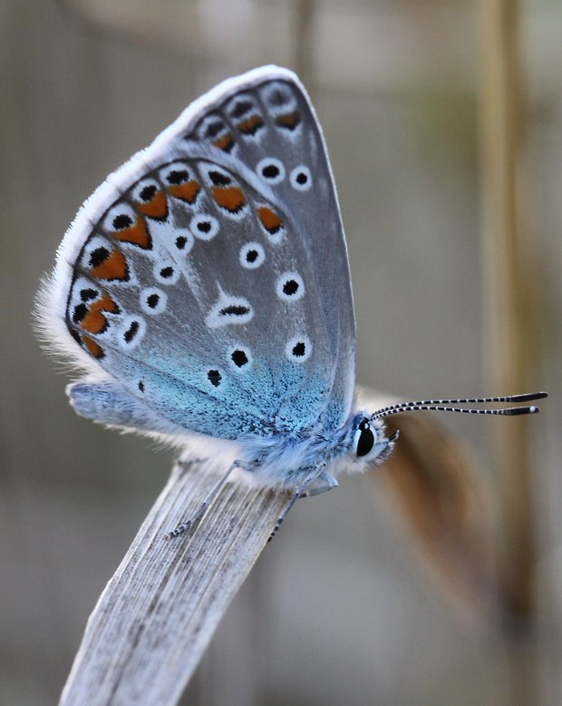 modráčik obyčajný  Polyommatus icarus