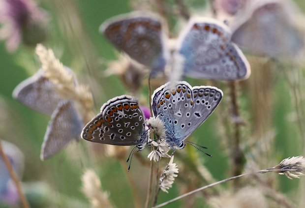 modráčik obyčajný Polyommatus icarus