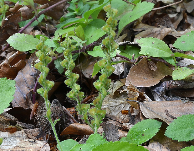 veronika lekárska Veronica officinalis L.