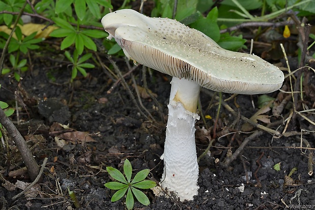 muchotrávka ostnatá Amanita echinocephala (Vittad.) Quél.