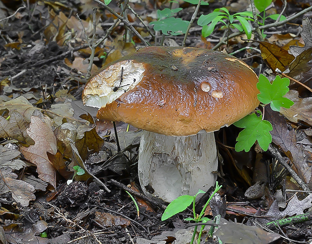 hríb smrekový Boletus edulis Bull.