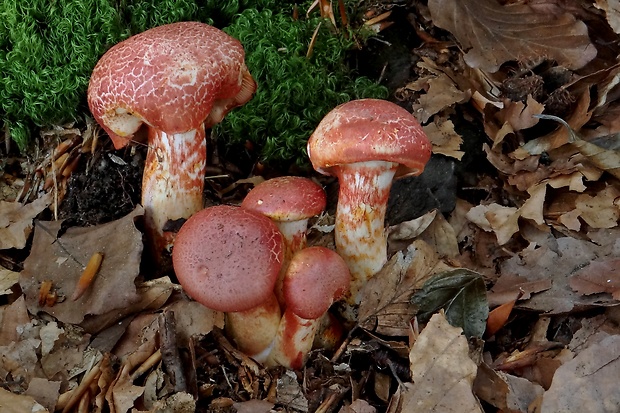 pavučinovec červenošupinatý Cortinarius bolaris (Pers.) Fr.