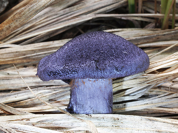 pavučinovec fialový Cortinarius violaceus (L.) Gray