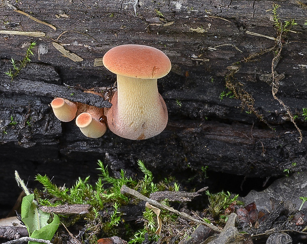 húževnatec pohárovitý Neolentinus schaefferi Redhead & Ginns