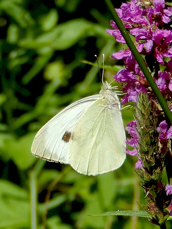 mlynárik kapustový / bělásek zelný Pieris brassicae Linnaeus, 1758