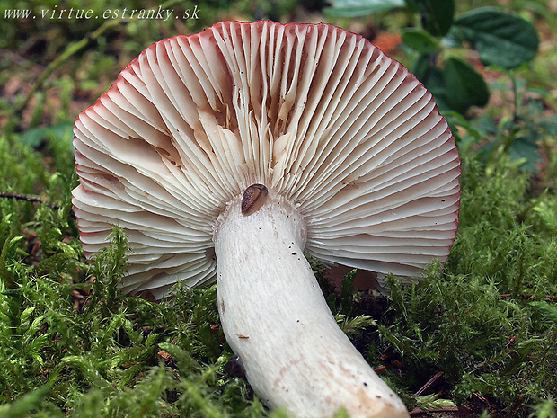 plávka sivejúca Russula hydrophila Horniček