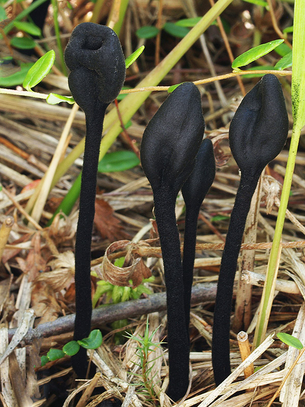 pajazýček chlpatý Trichoglossum hirsutum (Pers.) Boud.