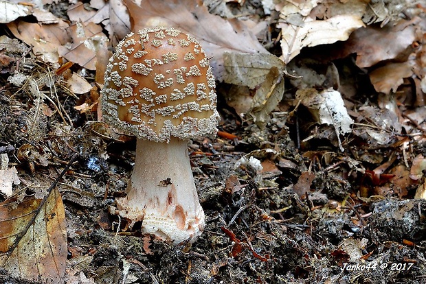 muchotrávka červenkastá Amanita rubescens Pers.