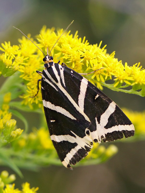 spriadač kostihojový  Euplagia quadripunctaria