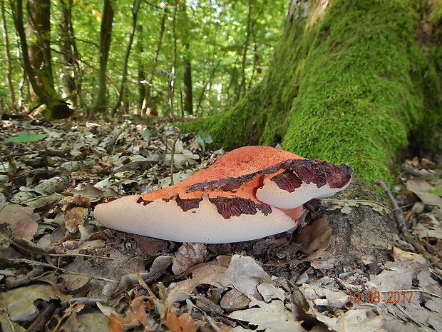 pečeňovec dubový Fistulina hepatica (Schaeff.) With.