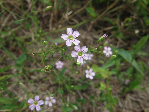 gypsomilka múrová Gypsophila muralis