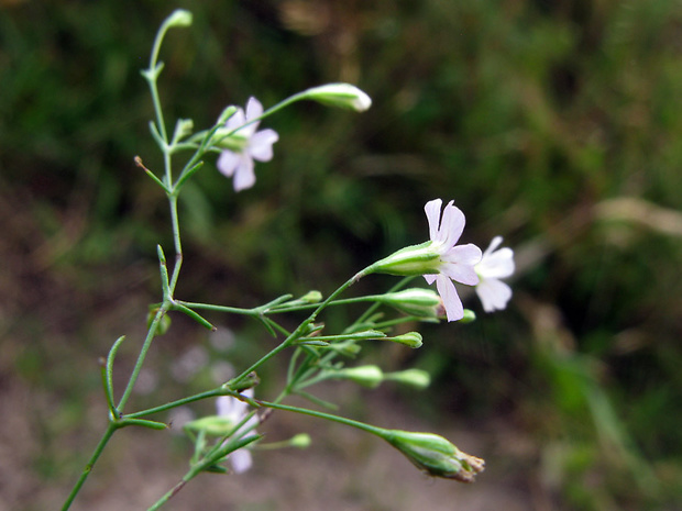 gypsomilka múrová Gypsophila muralis