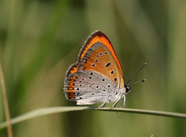 ohniváčik veľký  Lycaena dispar