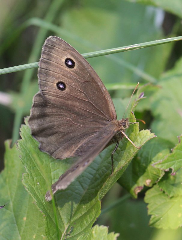 očkáň ovsíkový  Minois dryas