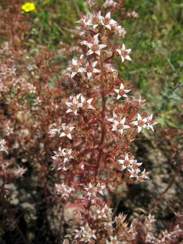 rozchodník Sedum cepaea