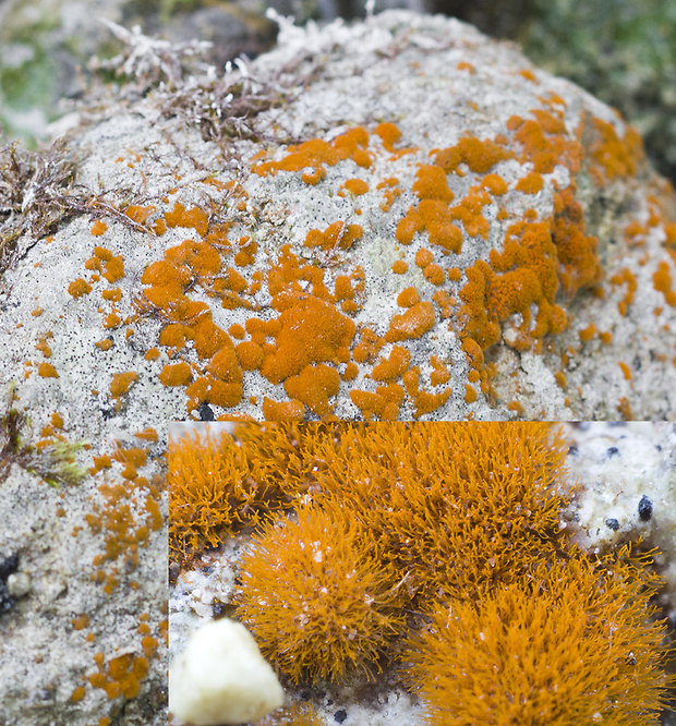 trentepólia Trentepohlia aurea (Linnaeus) Martius