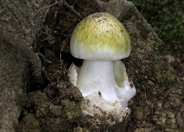 muchotrávka zelená Amanita phalloides (Vaill. ex Fr.) Link