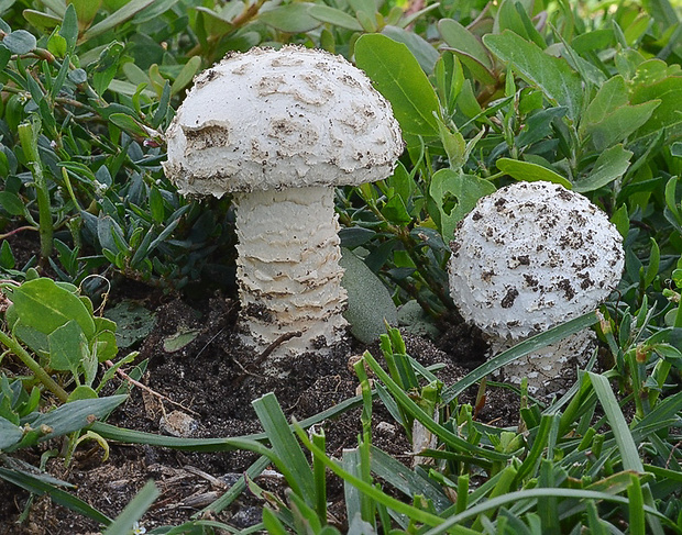 muchotrávka Vittadiniho Amanita vittadinii (Moretti) Vittad.