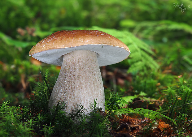 hríb smrekový Boletus edulis Bull.